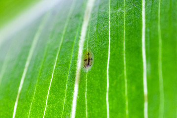 The Coccidae are a family of scale insects belonging to the superfamily Coccoidea. parasite leaf...