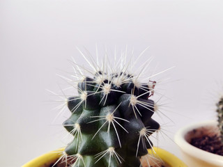 green cactus flower
