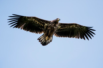 Eagle in flight