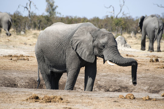 elephant resting its proboscis