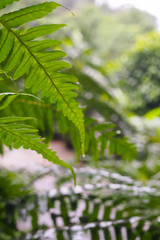 Closeup of ferns, green foliage, beautiful among the forests in the period after rain For natural background