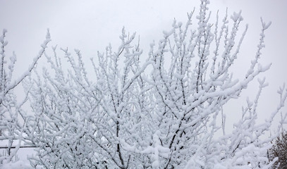 Snow-covered tree branches. Trees in the snow. Winter frosty day.
