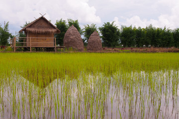 Rice seedlings are grown on plantations near the house and a pile of straw and green trees in a row in the countryside on a cloudy sky.