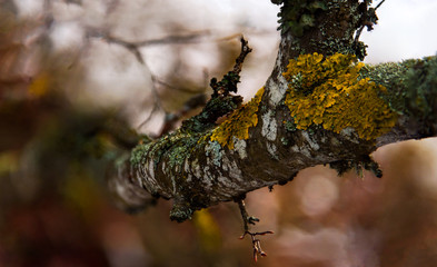 Branch covered in moss lichen closeup