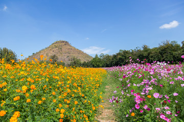 Obraz premium cosmos flower blooming in the field-8