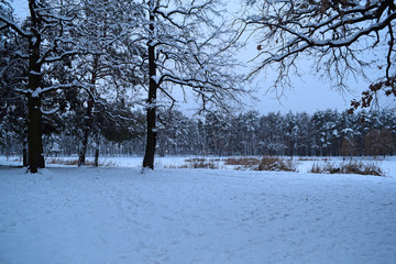 Beautiful fabulous view of the winter snowy forest.