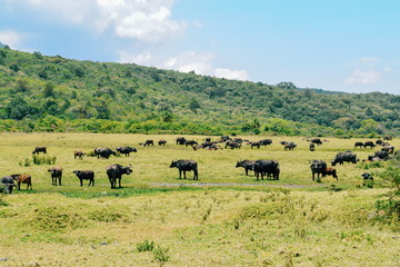 Fototapeta na wymiar A herd of Buffaloes at Arusha National Park, Tanzania