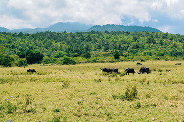 Fototapeta premium A herd of Buffaloes at Arusha National Park, Tanzania