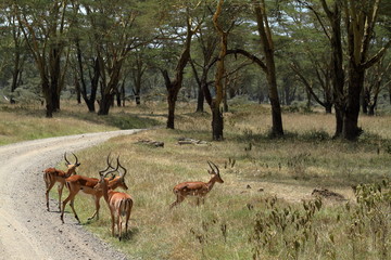 Impalas im Lake Nakuru Nationalpark in Kenia