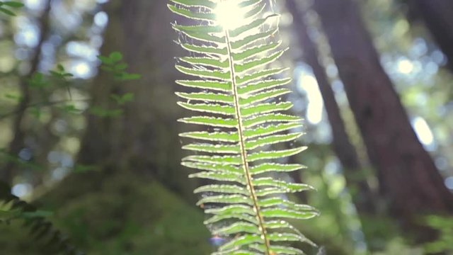 sun through green fern leaves