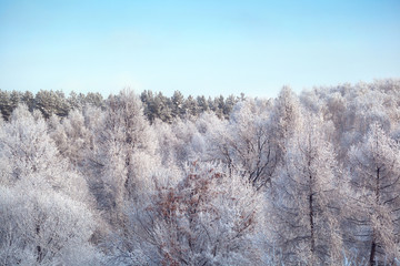 winter snowy forest and blue sky