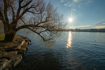 tree over the lake Maggiore in Locarno