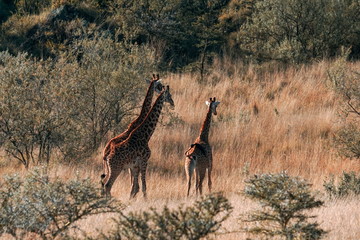 A herd of giraffes at Mount Longonot, Kenya