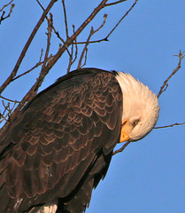 Eagle Preening  Close-Up 