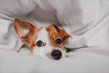 cute tender white and brown jack russell sleeping on a bed under a white cover. Winter and relax concept