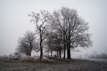 Podlaskie wierzby szronem i mgłą malowane