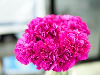 Carnation