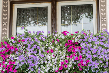 Fototapeta na wymiar Lagazuoi, Italy - August 25, 2018: Colored petunias in a planter hang on a window sill of a Tyrolean house
