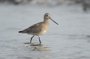 Bird on the beach