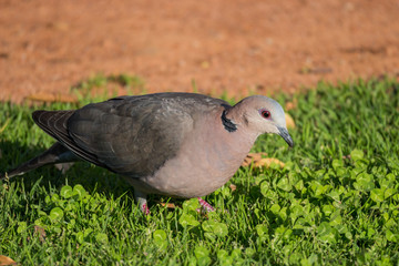red-eyed dove (Streptopelia semitorquata)