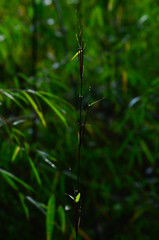 morning dew