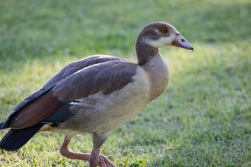 Egyptian goose (Alopochen aegyptiaca)