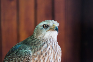 Raptor in sanctuary