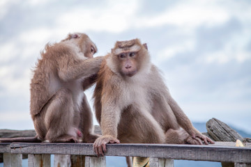 two macaques sit on wooden bars and one cleans the other from insects