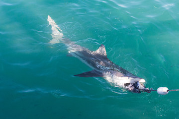 Fototapeta premium Copper Shark