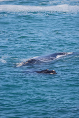 Fototapeta premium southern right whale (Eubalaena australis)