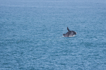 Fototapeta premium southern right whale (Eubalaena australis)