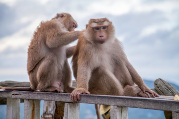 Naklejka premium two macaques sit on wooden bars and one cleans the other from insects