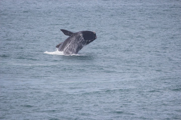 Fototapeta premium southern right whale (Eubalaena australis)