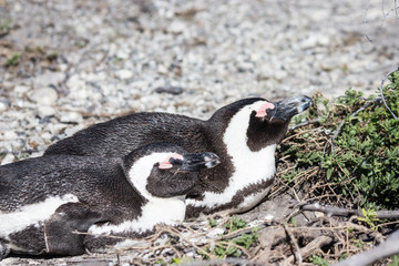 Fototapeta premium African penguin (Spheniscus demersus)