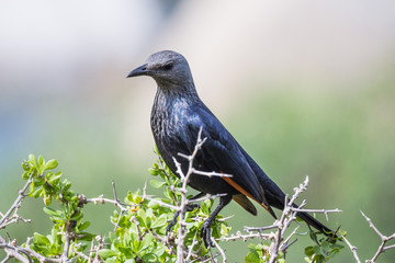 Obraz premium red-winged starling (Onychognathus morio)