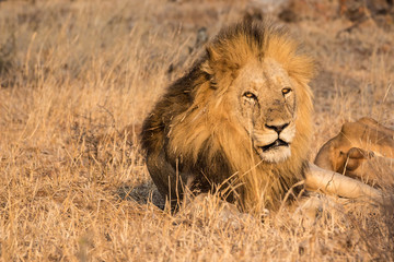 Lion (Panthera leo)