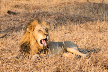 Lion (Panthera leo)