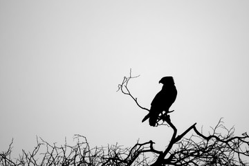 Eagle silhouette