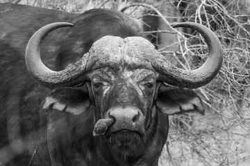 Cape buffalo (Syncerus caffer)  and red-billed oxpecker (Buphagus erythrorhynchus)