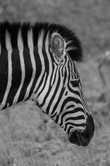 Fototapeta na wymiar Burchell's zebra (Equus quagga burchellii)