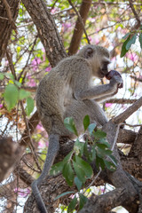 vervet monkey (Chlorocebus pygerythrus)