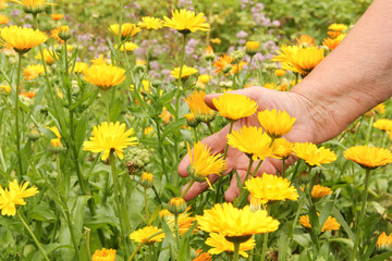 Ringelblumen Hand Blüte Blüten Frau sammelt