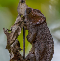 Chameleon on leaves