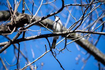 Bird in a tree