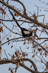 magpie shrike (Urolestes melanoleucus)