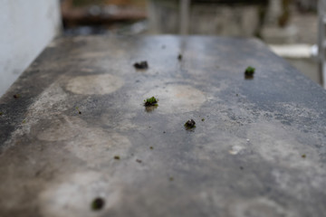 wet and moldy Granite table texture