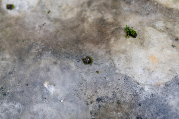wet and moldy Granite table texture