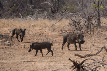 Obraz na płótnie Canvas Seen in Kruger National Park