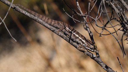 Chameleon on a branch