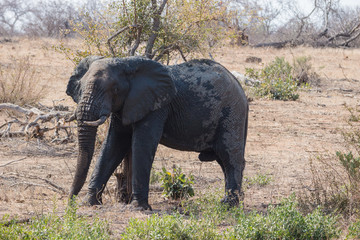 Fototapeta premium African Elephant (loxodonta africana)